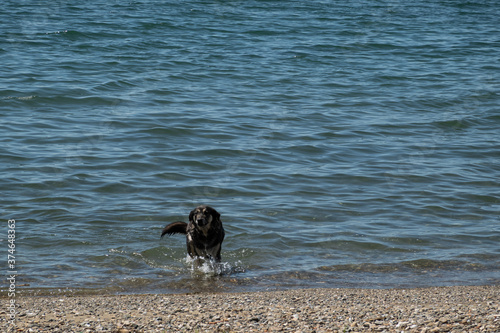 dog in the waters of Lake Iznik, Turkey