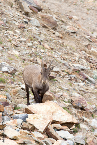 Photo of female Alpine ibex