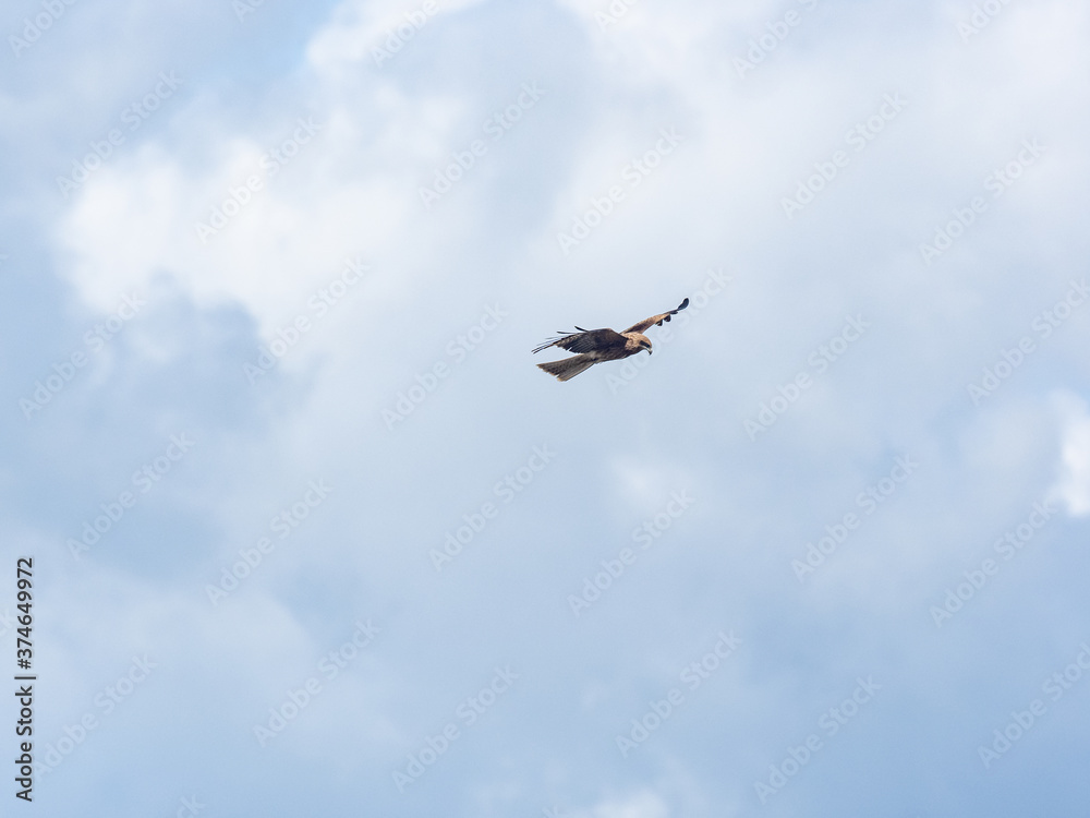 Black-eared kite in flight near Enoshima, Japan 12