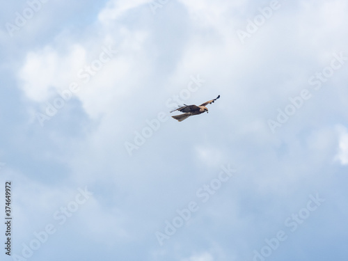 Black-eared kite in flight near Enoshima, Japan 12