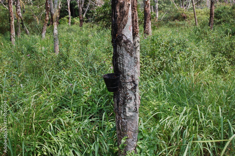 Foto Stock 東南アジアのマレーシアのゴムの木の畑におけるゴムの樹液の採取状況 Adobe Stock