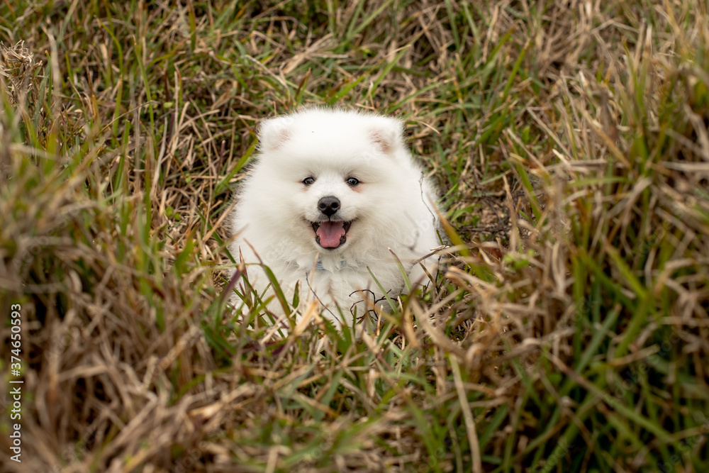 kids walking with s japanese spitz puppy outdoors