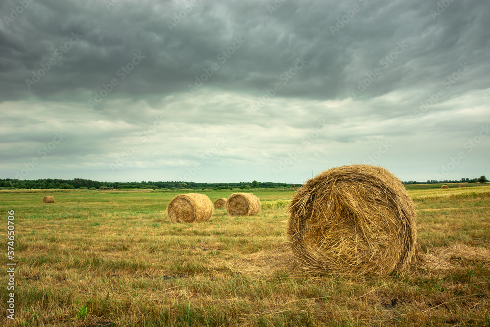 Round hay bales in the field and dark clouds.