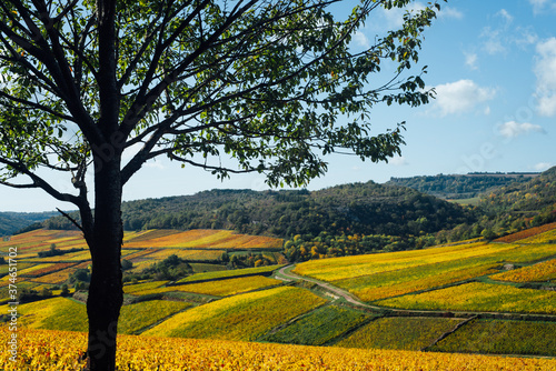 Fototapeta Naklejka Na Ścianę i Meble -  paysage d'un vignoble automnal. Paysage de vignes en automne. la Côte-d'Or en automne. Des vignes dorées.