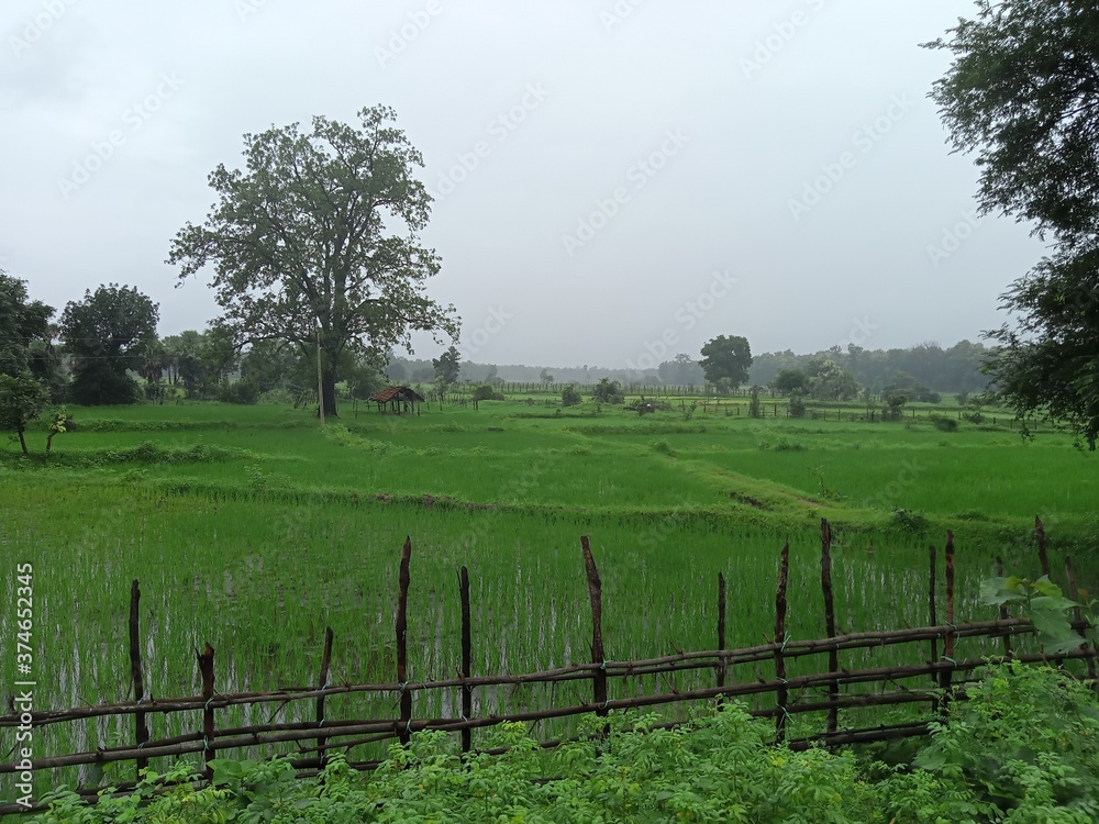 rural landscape with paddy field