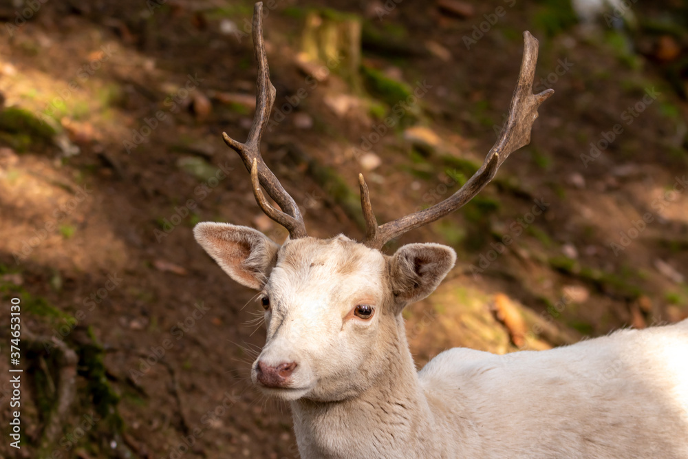 Hirsch Hirsch