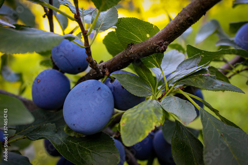 Blue ripe plums among the leaves on the branch. photo