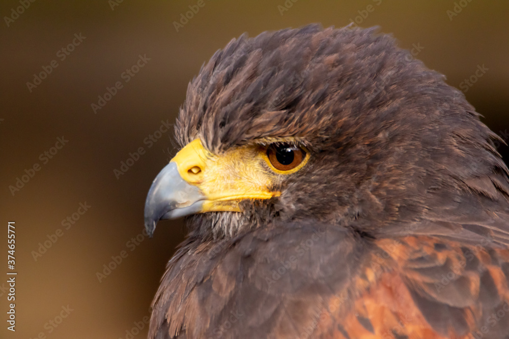 Bussard Bussard