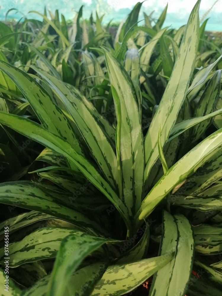 Obraz premium fresh green onions