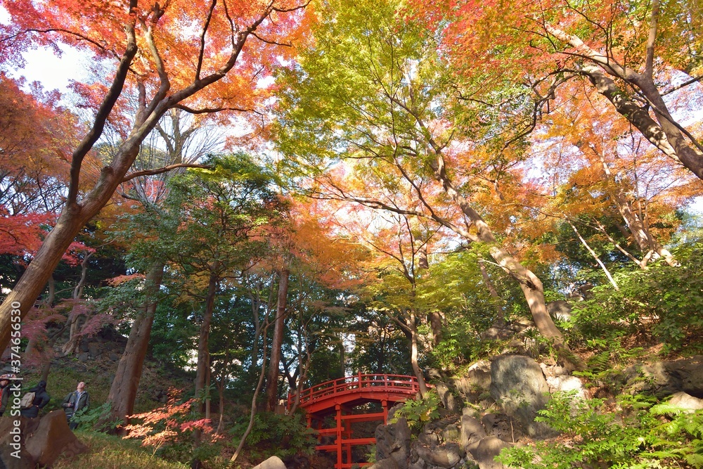 Wide angle landscape of Autumn Maple trees in Japan Wide angle landscape of Autumn Maple trees in Japan