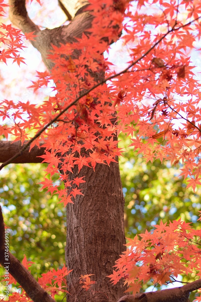 Wide angle landscape of Autumn Maple trees in Japan Wide angle landscape of Autumn Maple trees in Japan