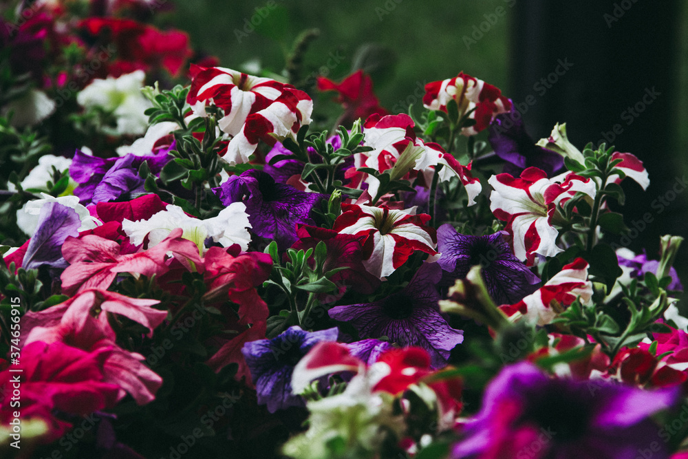 Fototapeta premium Bright flowers in a summer park.