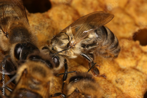 Honigbienen (Apis Mellifera L.) schluepfen aus den Zellen der Brutwaben. Thueringen, Deutschland, Europa © Klaus Nowottnick