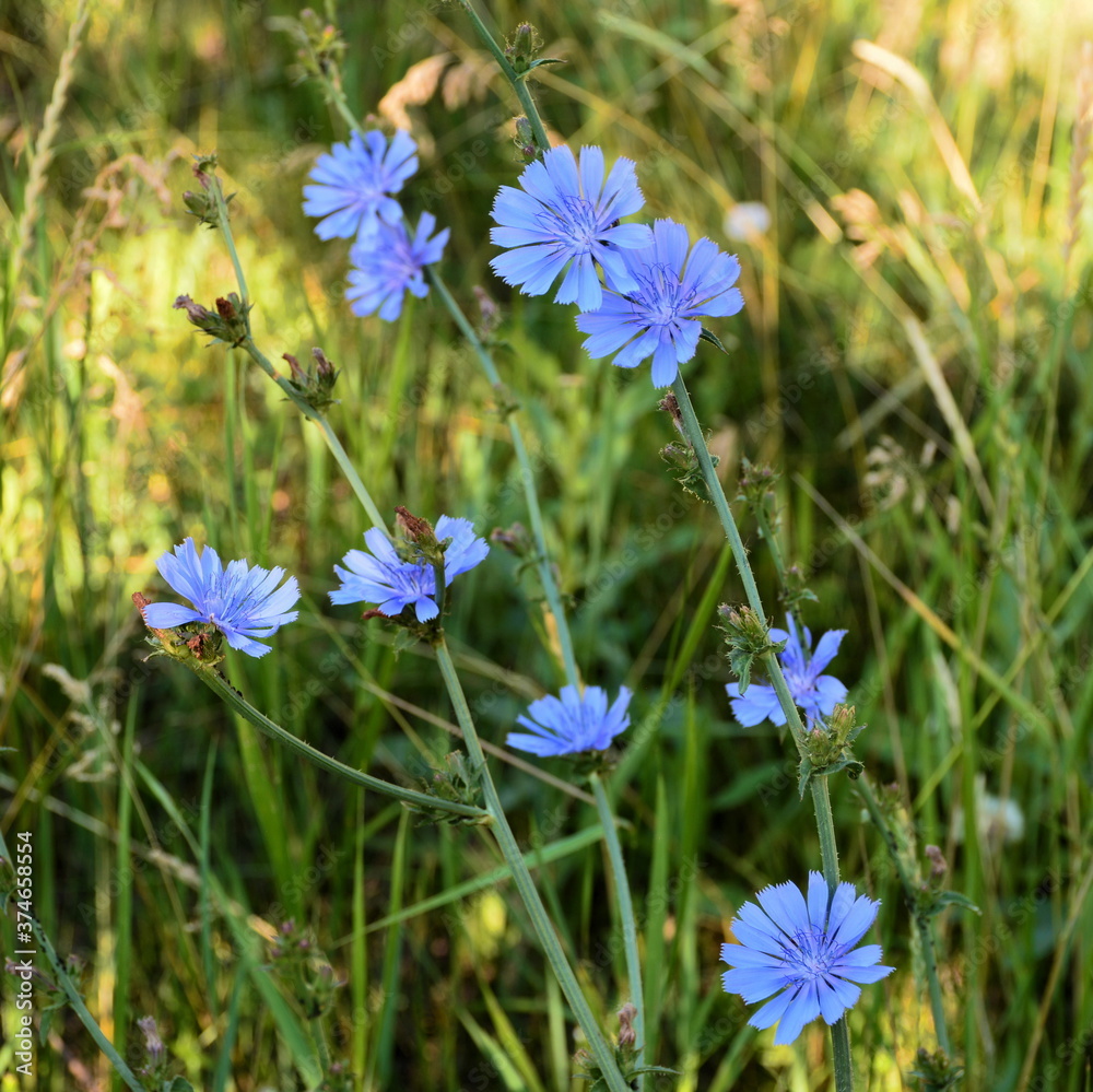 The blue chicory flowers are open in clear weather.