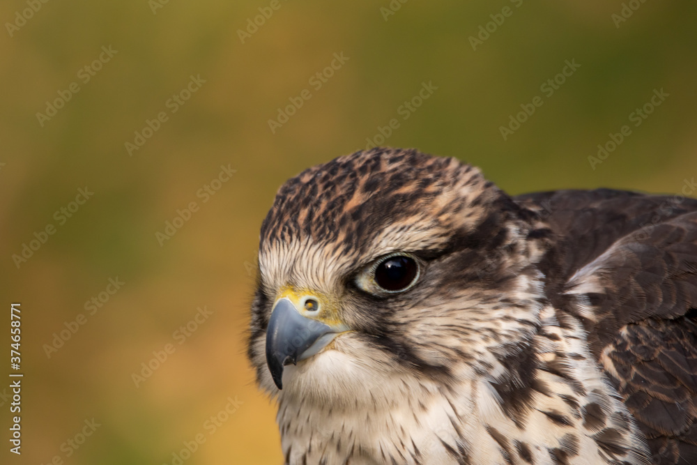 Bussard Bussard