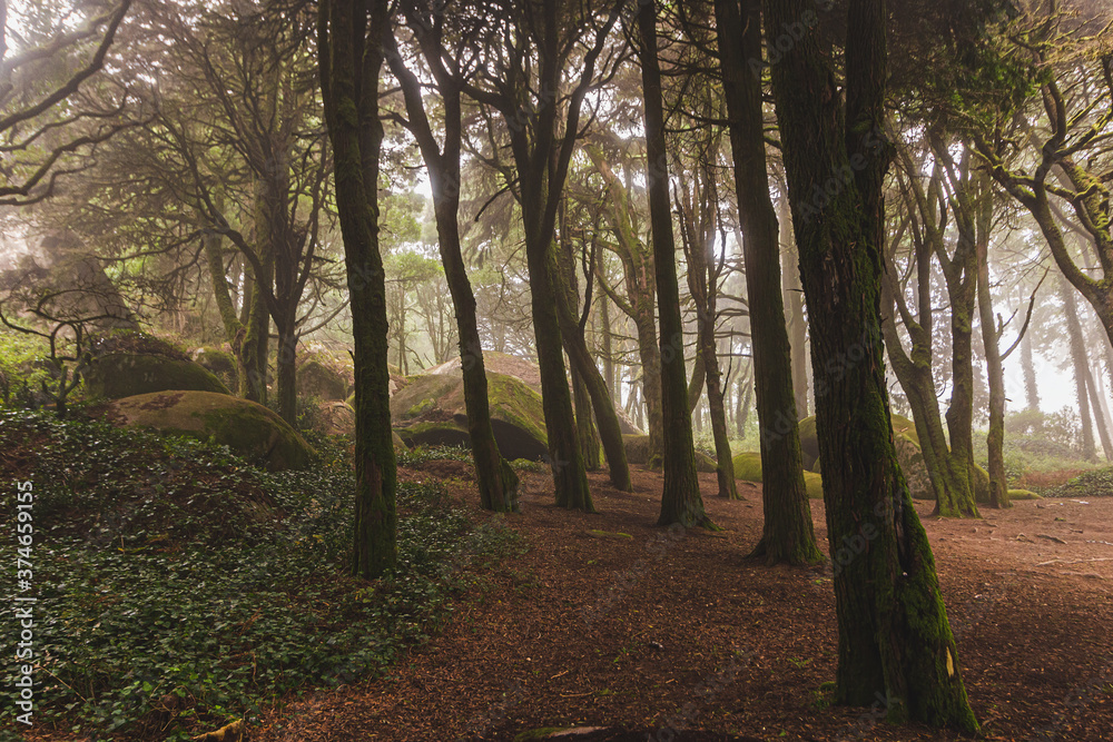 Fototapeta premium The mystical fog of the Sintra forest