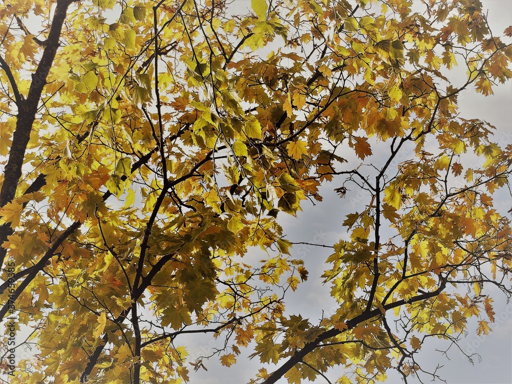 autumn leaves against blue sky autumn leaves against blue sky