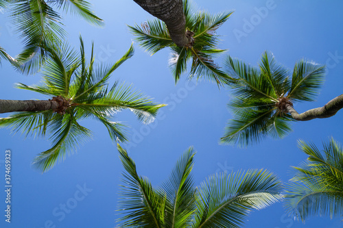 Tropical palm trees against clear blue sky.