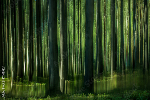 Abstract pine forest with intentional camera blur  vertical lines 
