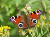 peacock butterfly (Aglais io)