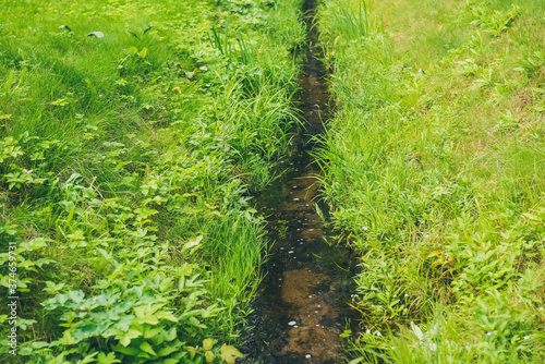 Natural flowing stream with fresh grasses.