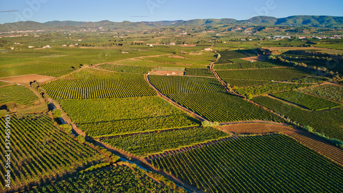 Fotografías Aéreas de Viñedos en el Penedes DO de Barcelona España