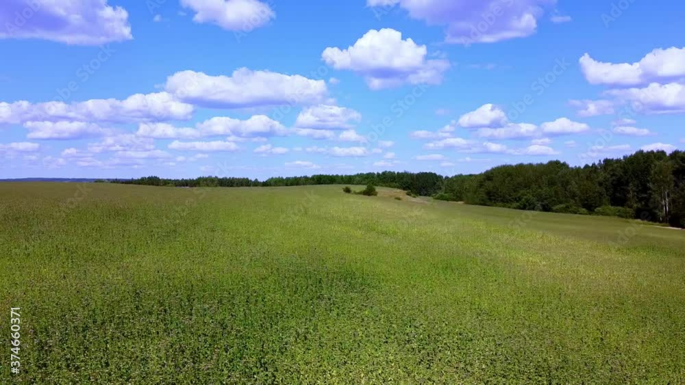 Flying over a green field overlooking the forest. Sunny clear day with blue sky and white clouds. Flying over a green field overlooking the forest. Sunny clear day with blue sky and white clouds.