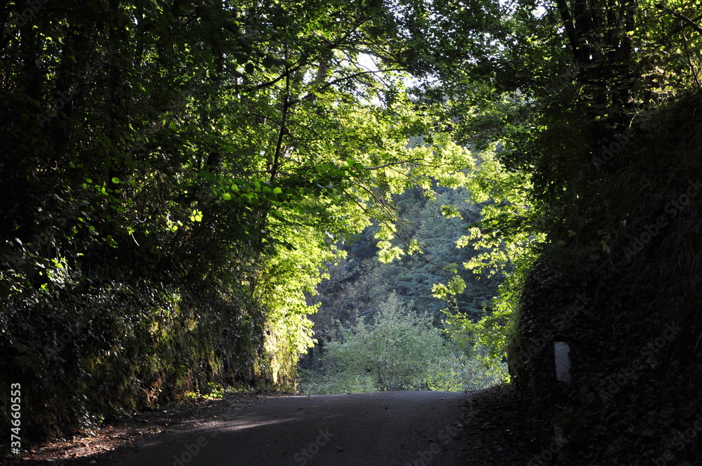 Fototapeta premium road through the forest. Dirt road through a shiny trees.