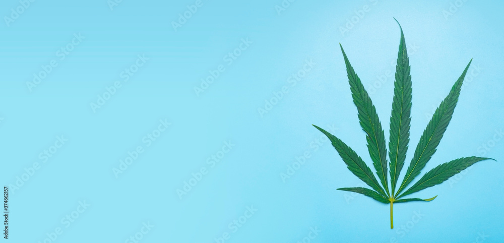 Fototapeta premium Cannabis (marijuana) leaves on a minimal blue banner background. Medical marijuana (hemp) and products from it.