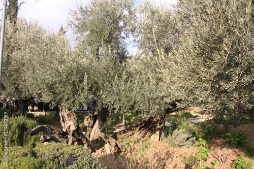 Ogrod oliwny