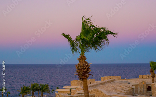 
palm tree against the background of a beautiful predawn sky and sea photo