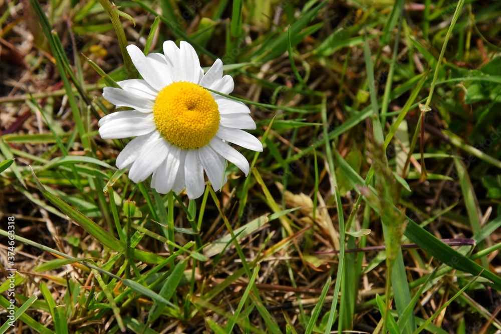 Camomiles flowers. White wildflowers in a meadow. Medicinal plants. Field of daisy flowers