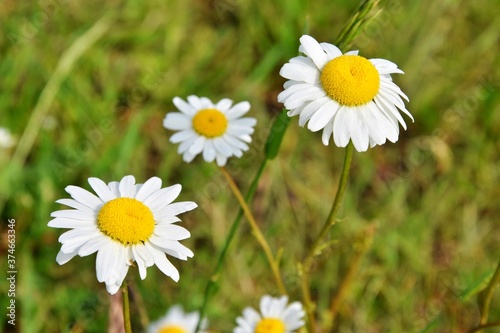 Camomiles flowers. White wildflowers in a meadow. Medicinal plants. Field of daisy flowers