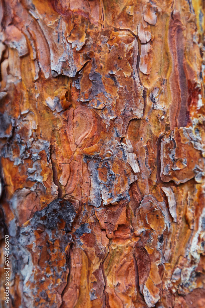 The texture of coniferous wood. the bark of the tree is near-the. The texture of coniferous wood. the bark of the tree is near-the.
