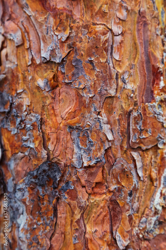 The texture of coniferous wood. the bark of the tree is near-the.
