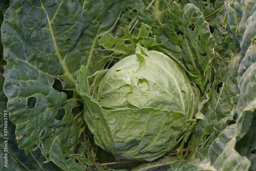 Obraz premium a head of cabbage in a garden bed with holes eaten by caterpillars