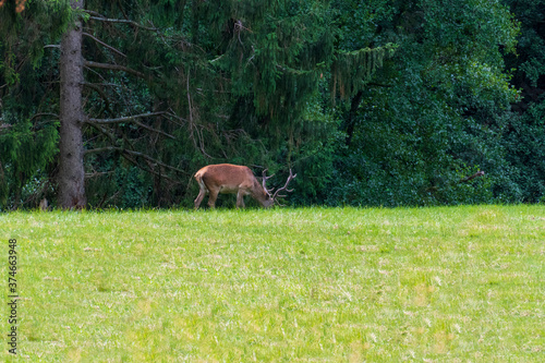 Hirsch auf einer Lichtung im Wald frisst Gras