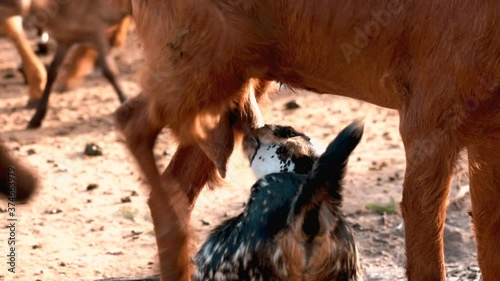 The goat kid is drinking milk from the goat,The goat is feeding its baby,Brown goat on head and neck,goat and sheeps in farm,mother goat feeds her newborn baby goat during a hot summer day,
Selective 