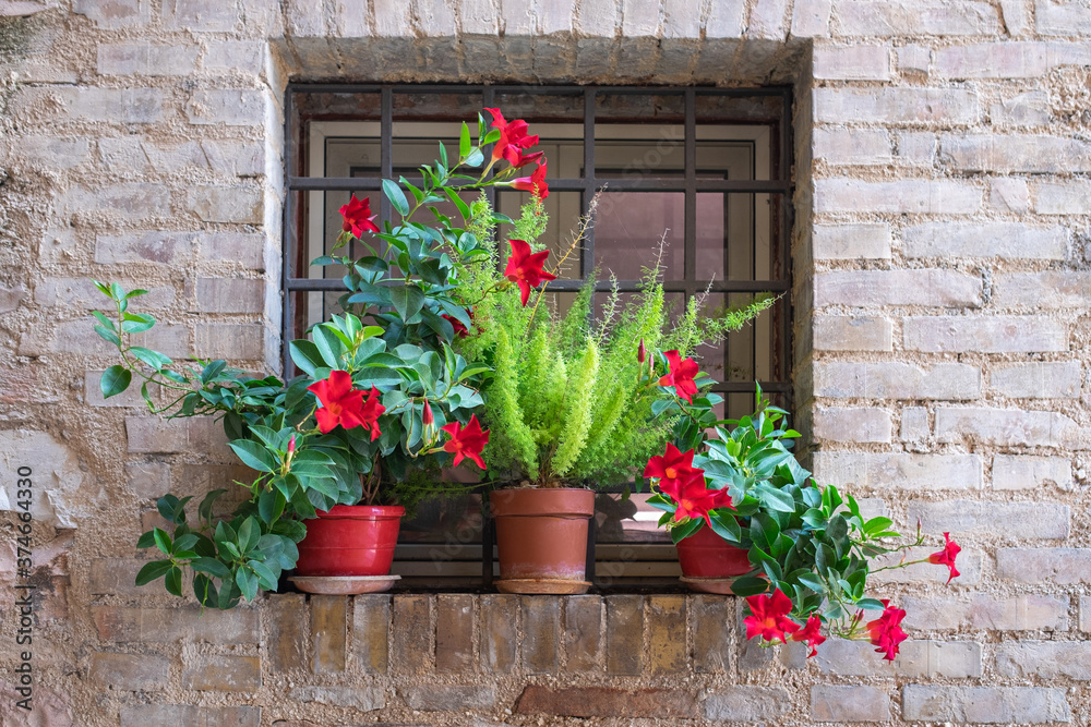 window with red flowers outside the window. Toscany Italy 