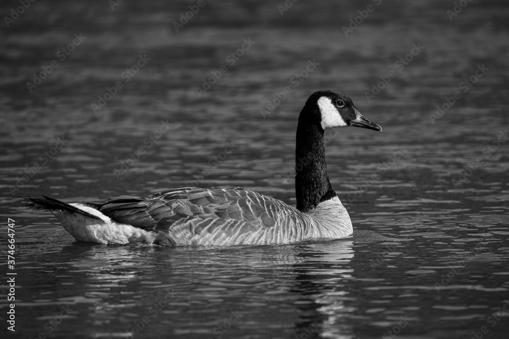 Obraz premium Canada Goose Swimming