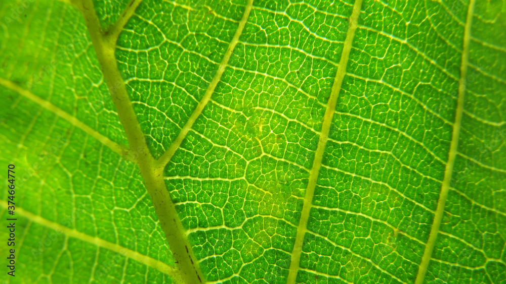 Green leaf macro photo. Green leaf background. Green leaf texture Green leaf macro photo. Green leaf background. Green leaf texture