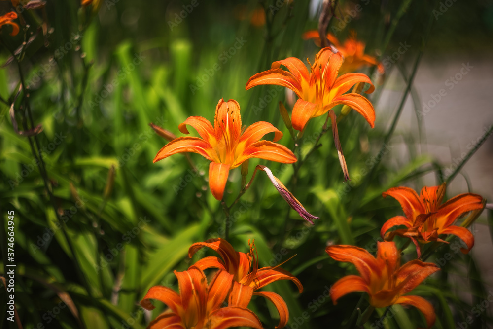 Orange lilies bloom in the garden. Lilies close-up in sunlight. Selective and soft focus. Orange lilies bloom in the garden. Lilies close-up in sunlight. Selective and soft focus.