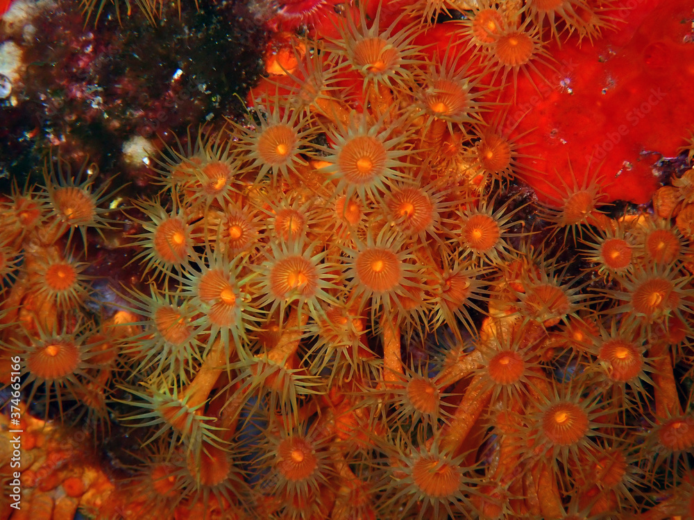 Mimosa de mer Mimosa de mer
