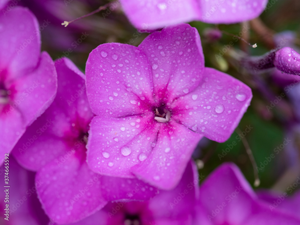 Purple flame flowers of phlox, water drops on a flower. Flowering garden phlox, perennial or summer phlox in the garden on a sunny day.Close up Purple flame flowers of phlox, water drops on a flower. Flowering garden phlox, perennial or summer phlox in the garden on a sunny day.Close up