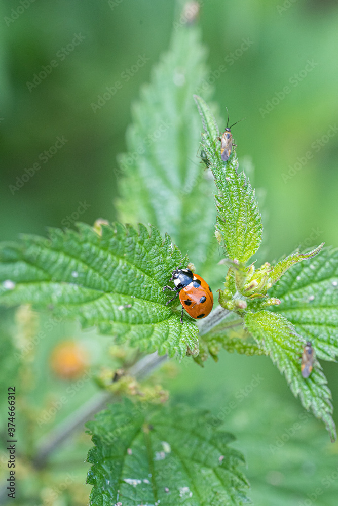 Single Ladybird red and black bug on nettle Single Ladybird red and black bug on nettle