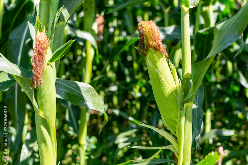 close-up of a Corncob inside a field short before harvest