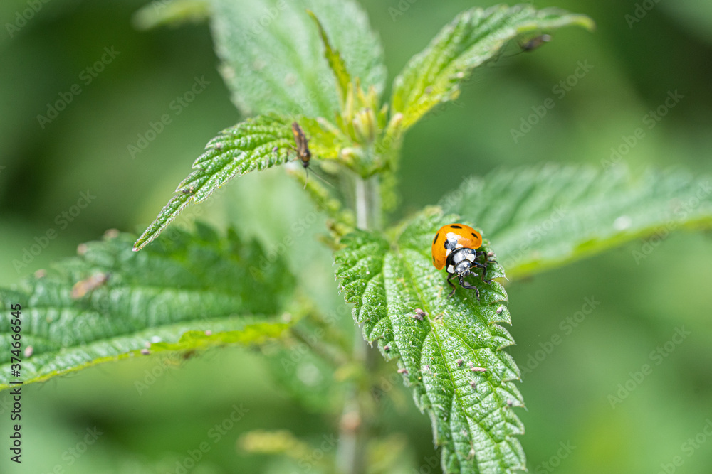 Single Ladybird red and black bug on nettle Single Ladybird red and black bug on nettle