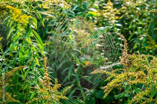 White spider web in the forest against the background of a green bush