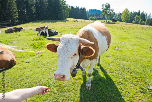 Cow with horns in the meadow of alpine pasture gets fed by the hand of a girl with a tuft of grass on sunny summer day.