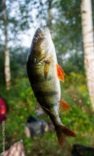 Fototapeta Naklejka Na Ścianę i Meble -  Large caught river fish perch hanging on a fishing line